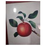 Botanical Apple Print in Red Frame 10 and a half by 11 and a half