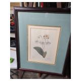 Framed Botanical Gloxinia Print 18x22