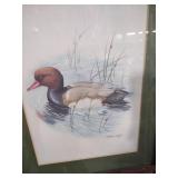 Framed Duck Print by Stephen Crayston
