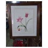 Yvonne Glenister Hammond Tulip Botanical Print