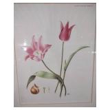Yvonne Glenister Hammond Tulip Botanical Print