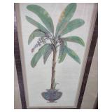 Framed Banana Palm Tree Botanical Art Print