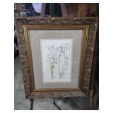 Framed Botanical Print - Cheiranthus and Cardamine
