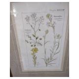 Framed Botanical Print - Cheiranthus and Cardamine