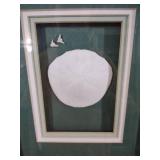 Framed sand dollar Wall Art