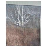 Winter Birch Trees Art Print