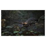 $143 METAL GEAR SOLID : SNAKE EATER COLLECTOR