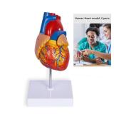 breesky Life Size Human Heart Model, Anatomically Accurate 2-PartMedical Model with 48 Anatomical Structures & Mounted Display Base & Number Manual for Classroom & Cardiology Study - Retail: $20