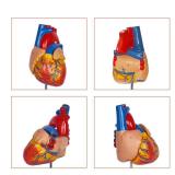 breesky Life Size Human Heart Model, Anatomically Accurate 2-PartMedical Model with 48 Anatomical Structures & Mounted Display Base & Number Manual for Classroom & Cardiology Study - Retail: $20