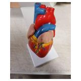 breesky Life Size Human Heart Model, Anatomically Accurate 2-PartMedical Model with 48 Anatomical Structures & Mounted Display Base & Number Manual for Classroom & Cardiology Study - Retail: $20