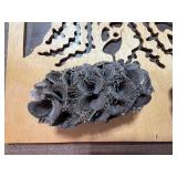 Racoon Wood Art, Pods, Porcupine Quills, Petrified Wood