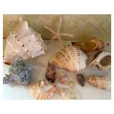 Seashells
