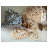 Seashells