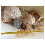 Seashells