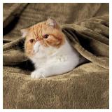 Fleece Blankets King Size Camel - Bed Blanket Soft Lightweight Plush Cozy Fuzzy Luxury Microfiber, 108x90 inches - Retail: $37