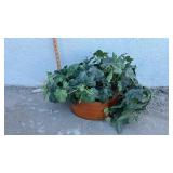 English Ivy Plant in Terra Cotta Pot