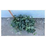 English Ivy Plant in Terra Cotta Pot