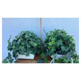 English Ivy Plant in White Basket