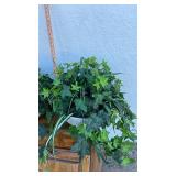 English Ivy Plant in White Basket