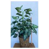 Large Philodendron Brasil in Woven Basket