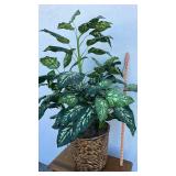 Large Philodendron Brasil in Woven Basket