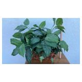 Artificial Philodendron Plant in Wicker Basket
