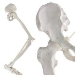 EVOTECH SCIENTIFIC Human Lower Limb Bone Model, Life-Size 36" Anatomical Human Leg Skeleton Bundle with All Leg Bones, Removable Hip Joint and Fully Articulated Foot - Retail $70