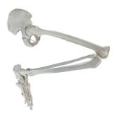 EVOTECH SCIENTIFIC Human Lower Limb Bone Model, Life-Size 36" Anatomical Human Leg Skeleton Bundle with All Leg Bones, Removable Hip Joint and Fully Articulated Foot - Retail $70
