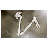 EVOTECH SCIENTIFIC Human Lower Limb Bone Model, Life-Size 36" Anatomical Human Leg Skeleton Bundle with All Leg Bones, Removable Hip Joint and Fully Articulated Foot - Retail $70