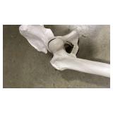 EVOTECH SCIENTIFIC Human Lower Limb Bone Model, Life-Size 36" Anatomical Human Leg Skeleton Bundle with All Leg Bones, Removable Hip Joint and Fully Articulated Foot - Retail $70