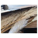 40-inch 20-Stem Natural Pampas Grass Decor for Wedding, Boho