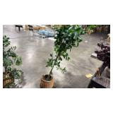 Bay Leaf Tree in Basket - Thresholdâ¢ designed with Studio McGee - Retail: $150