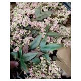 Zeyune 3 Pcs Artificial Green Berry Stem 35 Inch Spring Faux Flowers Picks Branches Fake Realistic Sedum Stem Spray for Wedding Holiday Seasonal Farmhouse Mantel Harvest DIY Home Decorations