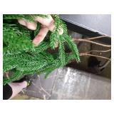 Hananona 2 Pcs 6 Ft Artificial Norfolk Pine Garlands, Real Touch Winter Pine Garland, Green Artificial Greenery Garland for Table, Mantle, Wall, Indoor, Outdoor Christmas Decorations (2, 6 FT)