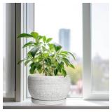 SQOWL Ceramic Flower Pots - 10 Inch Plant Pot Indoor with Drainage Hole and Saucer, Modern Ceramic Planter Outdoor, Decorative Large Round Planter, Bedroom Decor, Plant Lovers Gifts, Gray