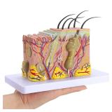 faruijie Human Skin Model 35x - 35 Times Skin Structure Anatomical Model Skin Color Model Teaching Medical Model
