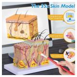 faruijie Human Skin Model 35x - 35 Times Skin Structure Anatomical Model Skin Color Model Teaching Medical Model
