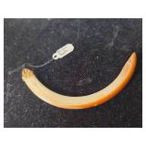 American Beaver Tooth with Gold Cap Mount