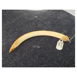 American Beaver Tooth with Gold Cap Mount