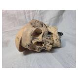 Wall mounted skull decor