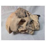 Wall mounted skull decor