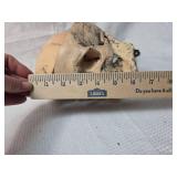 Wall mounted skull decor