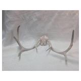 Natural  Antler Rack