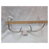 Natural  Antler Rack