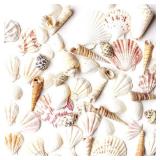 Super Z Outlet Mixed Ocean Beach Fairy Garden Assorted Seashells Marine Life for Decorations, Arts & Crafts, Party Favors Collection (some piece broken) - Retail: $10