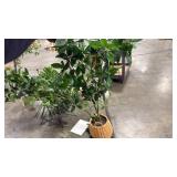 Bay Leaf Tree in Basket - Thresholdâ¢ designed with Studio McGee - Retail: $150