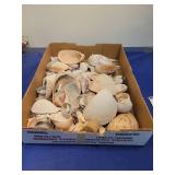 Natural Sea Shell Collection Box