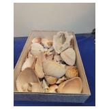 Natural Seashell Collection Box