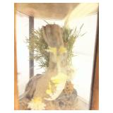 Wooden Glass Display Case