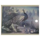 Ornamental Garden Bird Print by Marmaduke Craddock